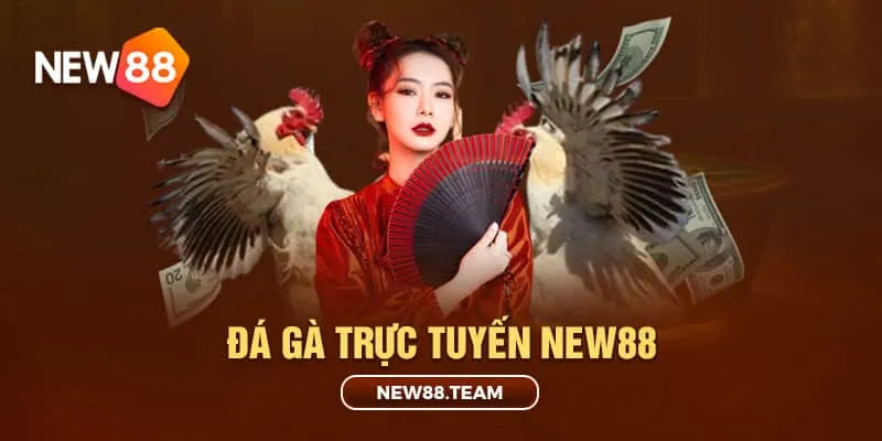 Giới thiệu sảnh chơi đá gà tại New88 1