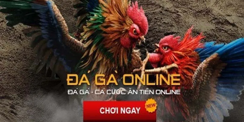 Các bước tham gia chơi đá gà tại nhà cái New88