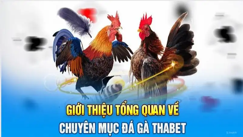 Đá gà Thabet - Nơi hội tụ đam mê của những người yêu gà