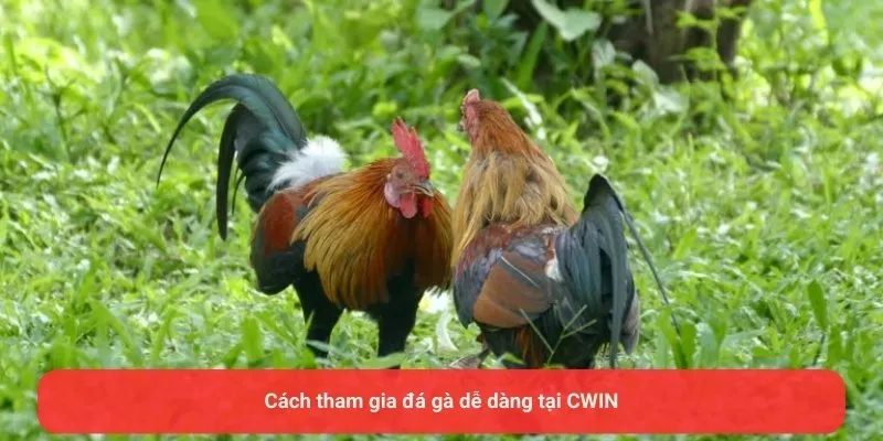 Cách tham gia đá gà dễ dàng tại CWIN