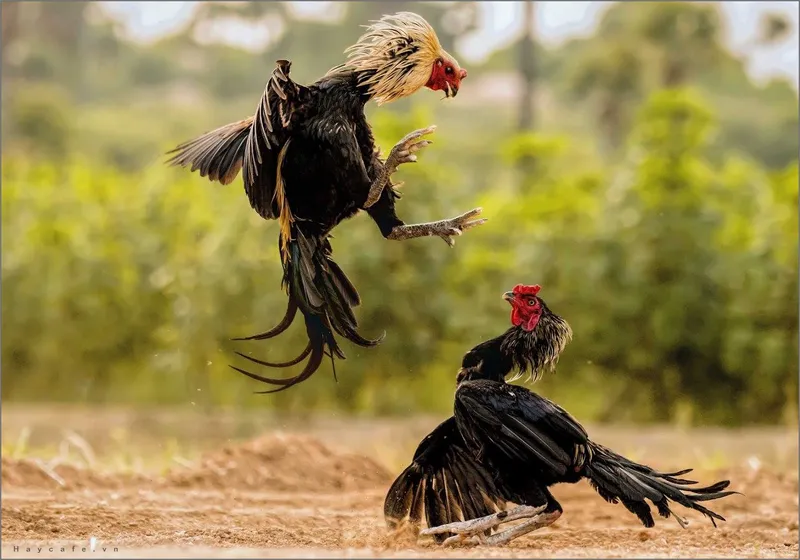 Kinh nghiệm soi kèo đá gà chính xác tại Kuwin