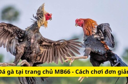 Đá gà tại trang chủ MB66 - Hướng dẫn cách chơi đơn giản