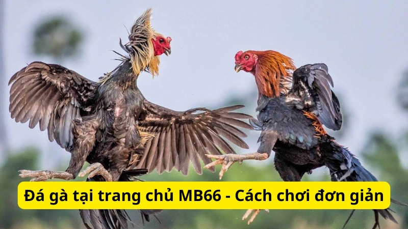 Đá gà tại trang chủ MB66 - Hướng dẫn cách chơi đơn giản