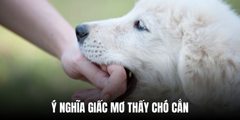 Giải mã các tình huống mơ thấy chó cụ thể