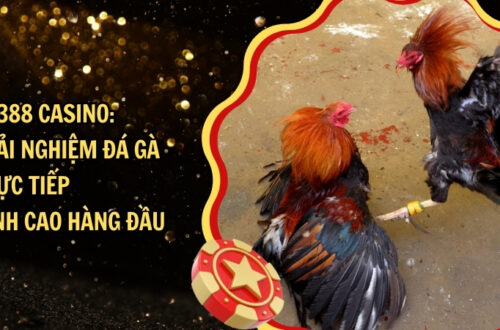 SV388 Casino: Trải nghiệm đá gà trực tiếp đỉnh cao hàng đầu