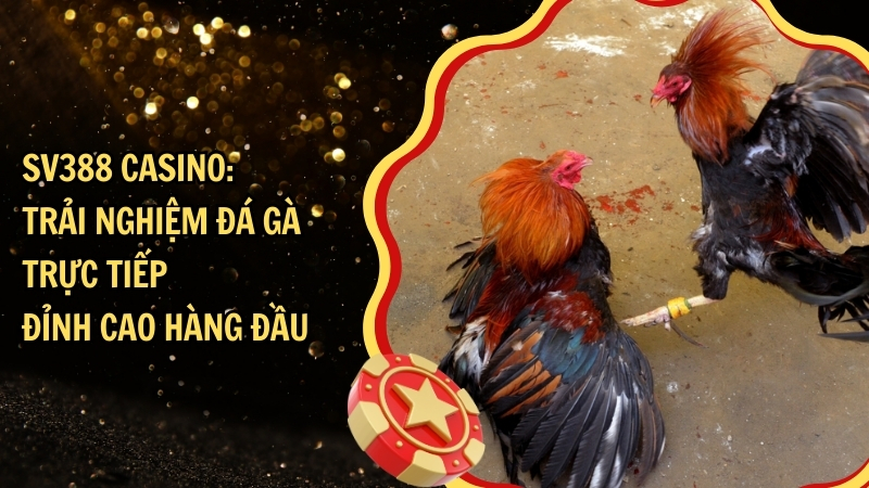 SV388 Casino: Trải nghiệm đá gà trực tiếp đỉnh cao hàng đầu