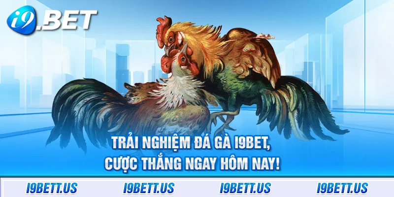 Trải nghiệm đá gà i9bet, cược thắng ngay hôm nay!