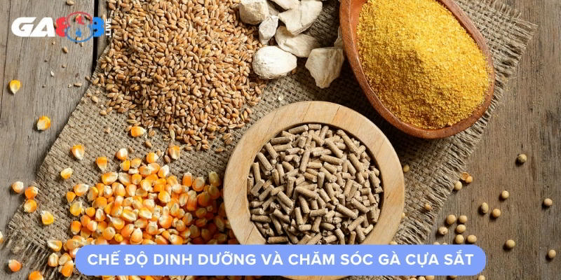 Chế Độ Dinh Dưỡng Và Chăm Sóc Gà Cựa Sắt