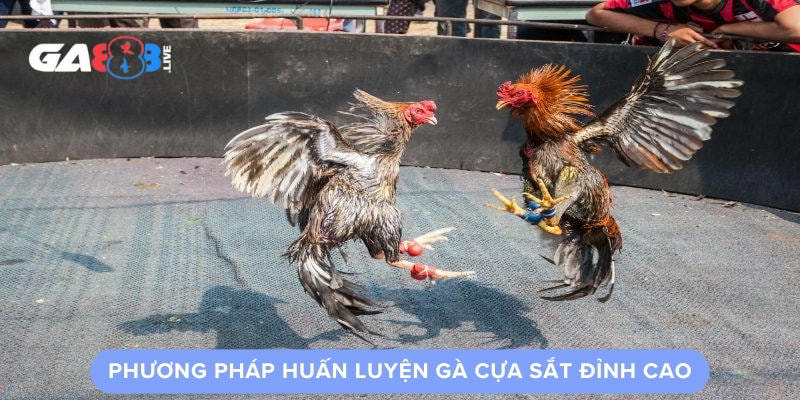 Phương Pháp Huấn Luyện Gà Cựa Sắt Đỉnh Cao