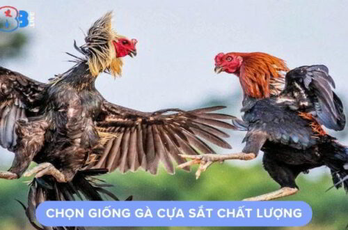 Chọn Giống Gà Cựa Sắt Chất Lượng