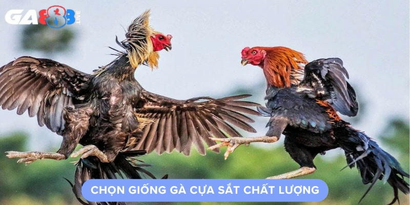 Chọn Giống Gà Cựa Sắt Chất Lượng