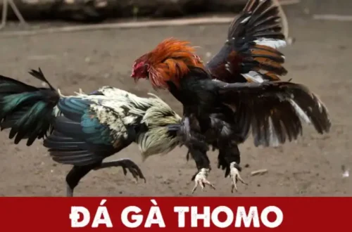 Đá Gà Thomo - Môn Giải Trí Hấp Dẫn Kê Thủ