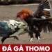 Đá Gà Thomo - Môn Giải Trí Hấp Dẫn Kê Thủ