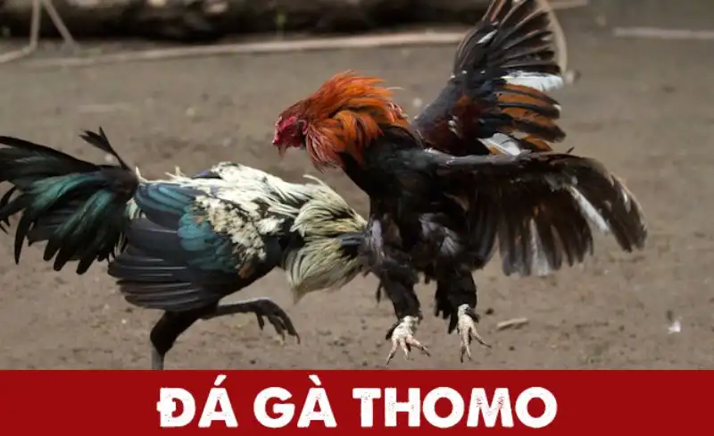 Đá Gà Thomo - Môn Giải Trí Hấp Dẫn Kê Thủ