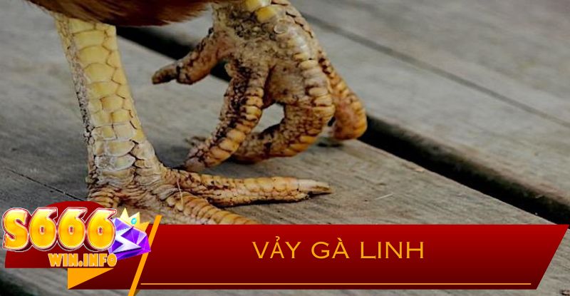 Vảy Gà Linh Là Gì?