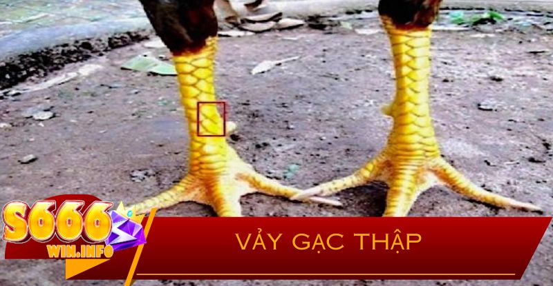 Vảy Gạc Thập Có Phải Là Yếu Tố Quyết Định Thành Công Trong Chọi Gà?