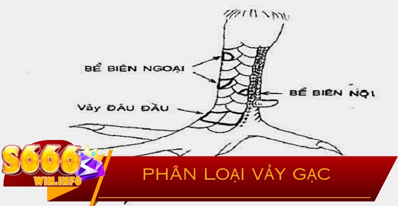 Các Loại Vảy Khác Và Cách So Sánh Với Vảy Gạc Thập