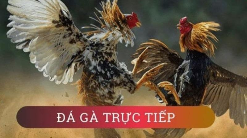 Tham gia đá gà GA888 nhanh chóng, đơn giản