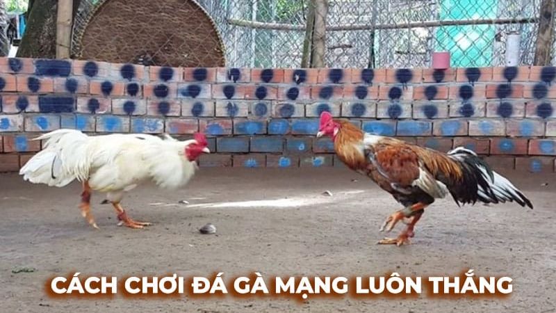 CPC3 thu hút đông đảo cược thủ tham gia mỗi ngày