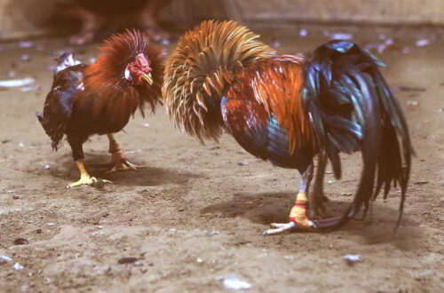  Nhận khuyến mãi hấp dẫn khi tham gia đá gà ga6789.