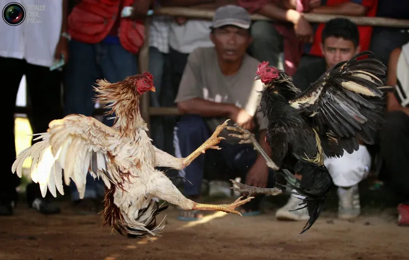 Trường gà IR2 trên Đá Gà Philippines Sv388, nơi diễn ra các trận đấu kịch tính.