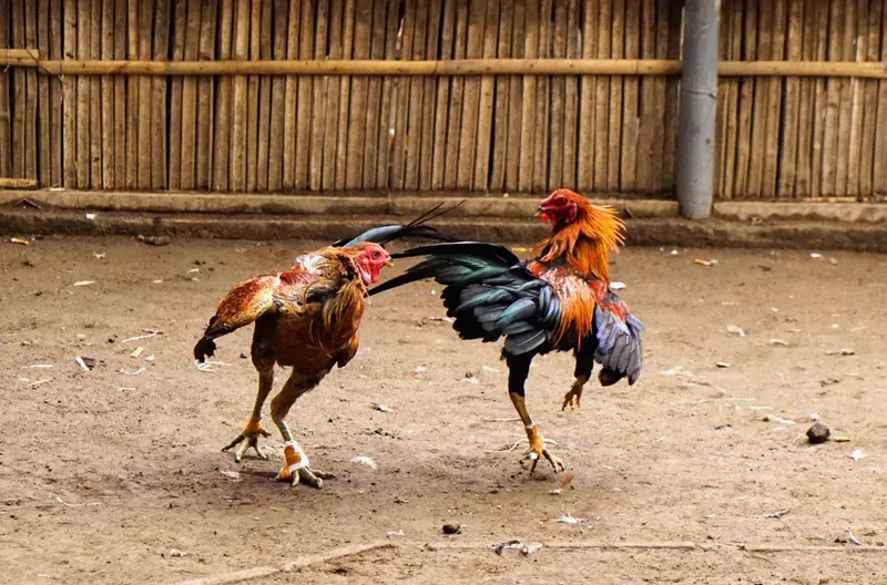 Khoảnh khắc gay cấn trong trận đá gà Shamo Sv388.