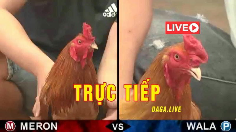 Giao diện nhà cái Ga6789 với livestream đá gà Thomo sắc nét, dễ thao tác.