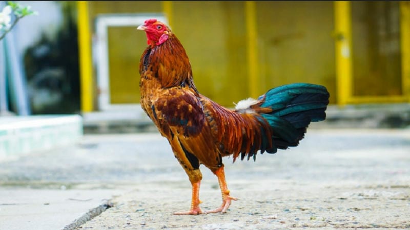 SV388 – Sân chơi đá gà cựa sắt hàng đầu hiện nay
