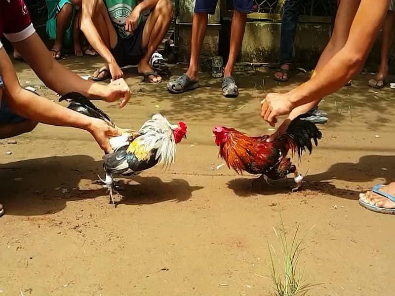 Cách tham gia đá gà cựa sắt tại SV388 dễ dàng