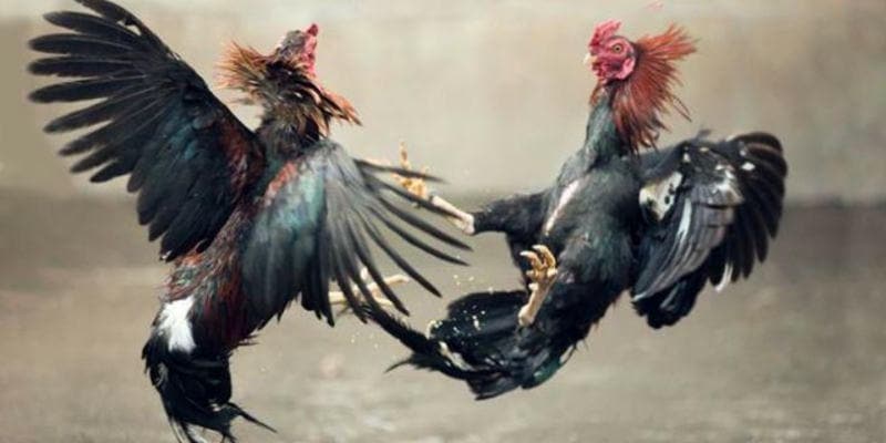 Gà đá cựa sắt – Những "võ sĩ máu lửa" của sàn đấu BJ88