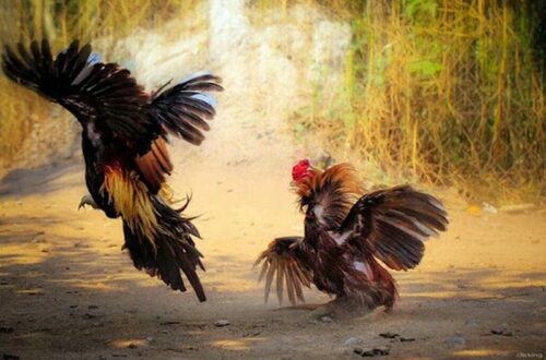 Kinh nghiệm chơi đá gà Thomo 12Bet hiệu quả và an toàn