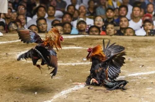  Sư kê chọn gà chiến qua màu mạng tại cổng game Ricwin.