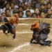Sư kê chọn gà chiến qua màu mạng tại cổng game Ricwin.