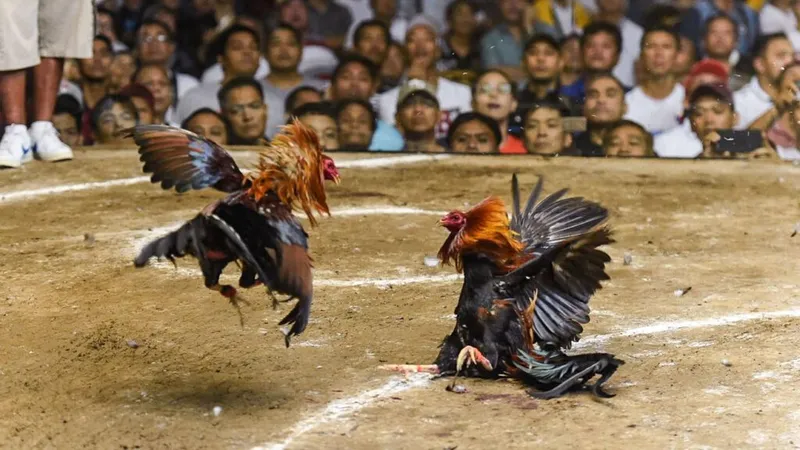 Sư kê chọn gà chiến qua màu mạng tại cổng game Ricwin.