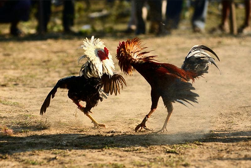Những lợi ích khi tham gia đá gà cựa sắt tại Bossfun