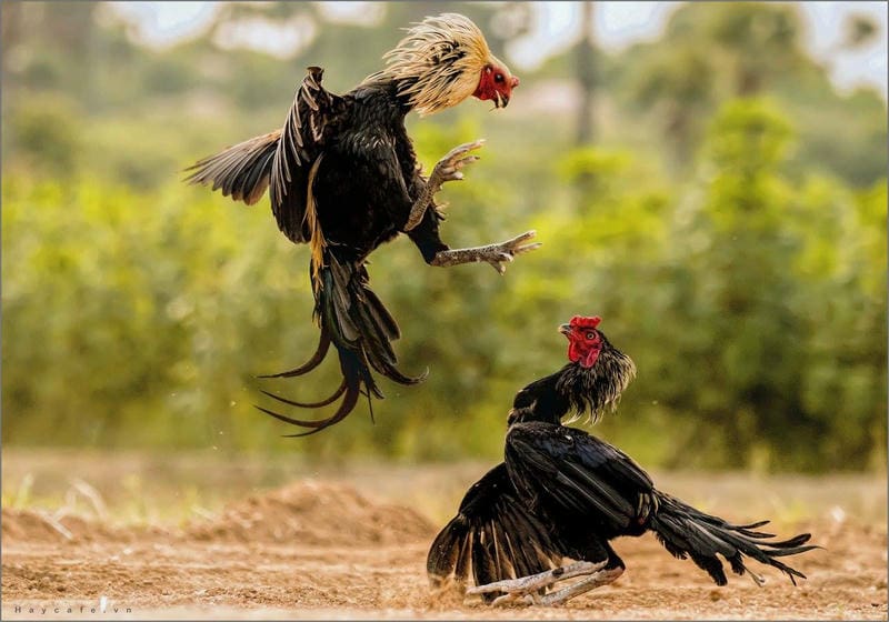 Cách chơi đá gà cựa sắt tại Bossfun
