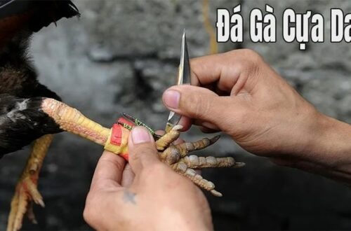 SV388 – Sân chơi đá gà cựa dao uy tín hàng đầu châu Á