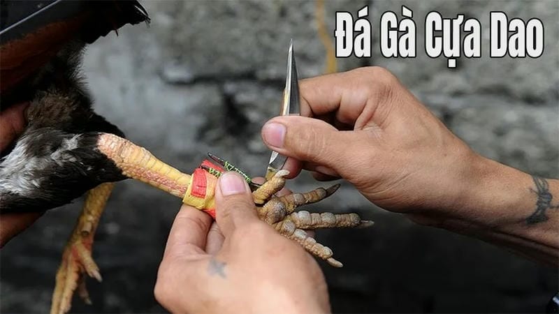 SV388 – Sân chơi đá gà cựa dao uy tín hàng đầu châu Á