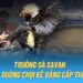 Trường Gà Savan VB777: Khám Phá Môi Trường Chơi Gà Hấp Dẫn