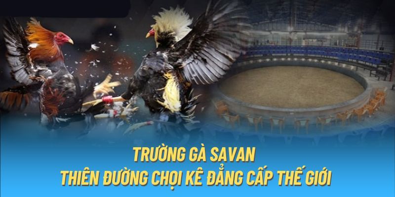 Trường Gà Savan VB777: Khám Phá Môi Trường Chơi Gà Hấp Dẫn
