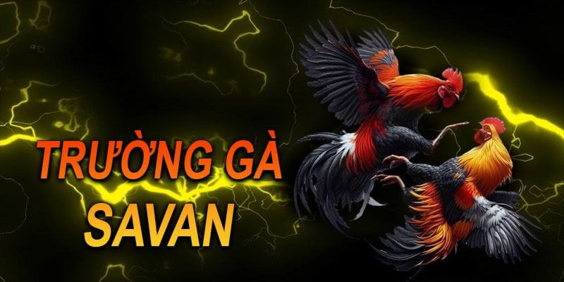 Những Lưu Ý Khi Tham Gia Trường Gà Savan VB777