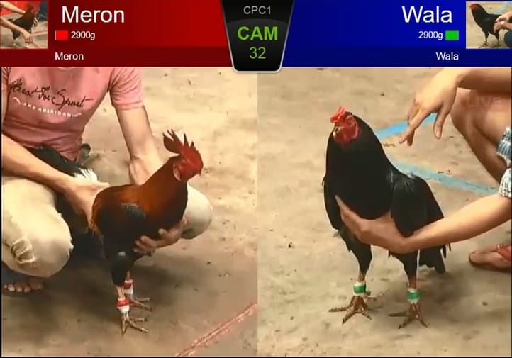 Gà điều tại trường Thomo, sẵn sàng thi đấu trên 58win.
