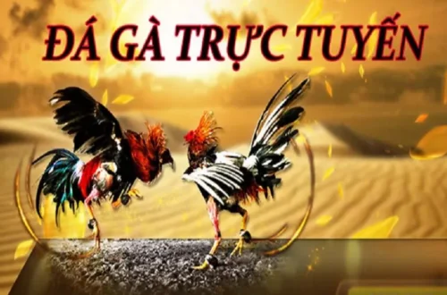  Người chơi chia sẻ mẹo soi kèo đá gà trực tiếp SV88 hiệu quả.