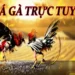 Người chơi chia sẻ mẹo soi kèo đá gà trực tiếp SV88 hiệu quả.