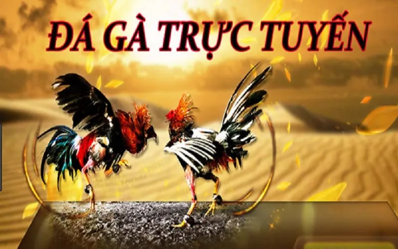 Người chơi chia sẻ mẹo soi kèo đá gà trực tiếp SV88 hiệu quả.