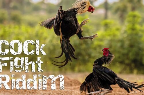  So sánh trường gà Philippines và Campuchia trên đá gà Vin88 