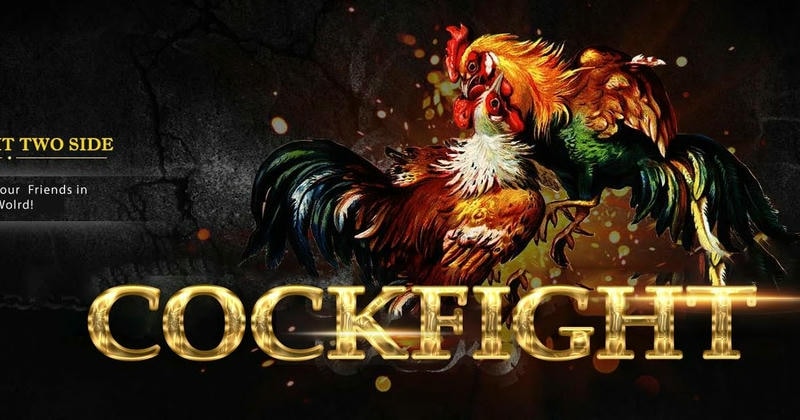 Giao diện xem odds và cược đá gà trực tiếp SV88.