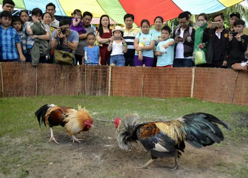 Thời điểm vàng và mẹo lựa chọn trận đấu khi chơi đá gà tre