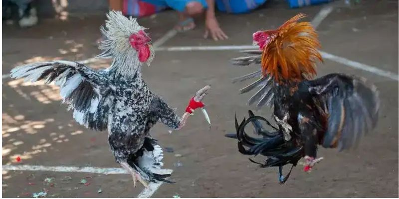 Lý do nên chơi đá gà cựa dao tại MMLIVE ngay hôm nay