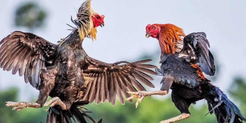 Mẹo đặt cược đá gà Thái Lan hiệu quả tại VN666